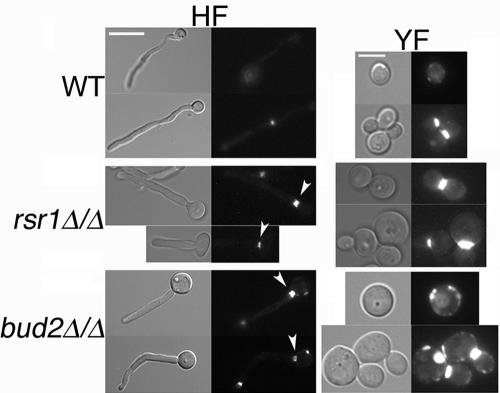 FIG. 11.