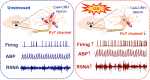 Graphical Abstract