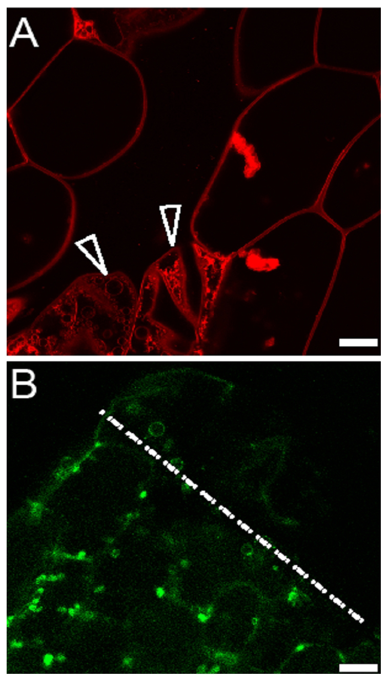 Figure 19.