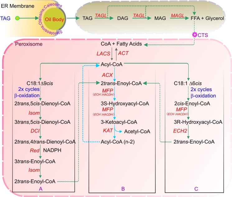 Figure 12.