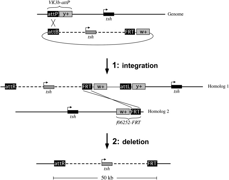 Figure 2 