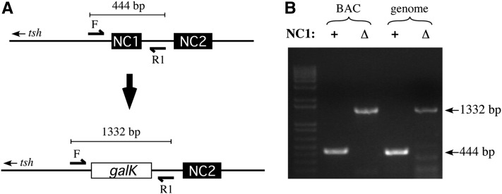 Figure 5 