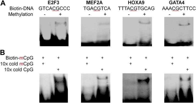 Figure 1—figure supplement 6.