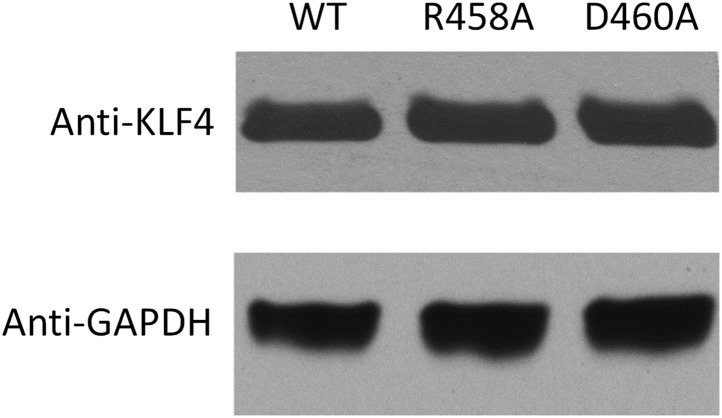 Figure 3—figure supplement 4.