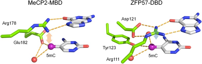 Figure 3—figure supplement 2.