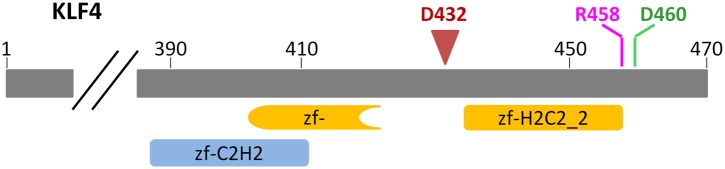 Figure 3—figure supplement 1.