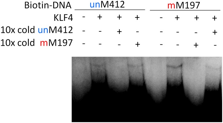 Figure 2—figure supplement 3.