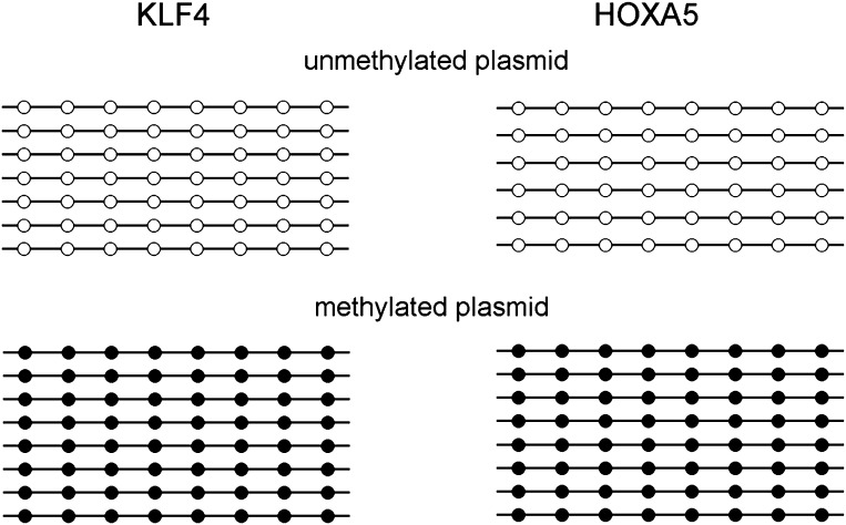 Figure 1—figure supplement 7.