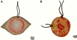 Fig. 2.