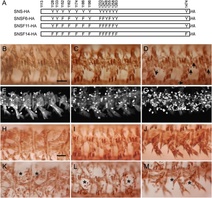 Figure 6.—