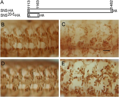 Figure 1.—