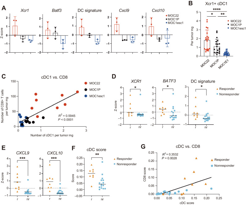 Figure 2. aPD1 sensitivity is correlated with DC infiltration in mouse and human HNSCC. A, Bulk RNA-sequencing data from MOC22 tumors harvested on day 17, and MOC1P and MOC1-esc1 tumors harvested on day 14 after implantation are shown for indicated genes as z-score (n = 3 for each model). “DC signature” represents the average z-score of Batf3, Xcr1, Clnk, and Clec9a (10). B, Flow-cytometric data of Xcr1+ cDC1 from MOC22, MOC1P and MOC1esc1 tumors harvested on day 12 after inoculation (numbers are shown as cells per tumor mg, n = 19–20, pooled data from three independent experiments, gating strategies shown in Supplementary Fig. S2G). C, Correlation of cDC1 and CD8+ T cells from flow-cytometric data in MOC22, MOC1P, and MOC1esc1 tumors harvested on day 12 after inoculation (numbers are shown as cells per tumor mg, n = 8, representative data from three independent experiments, gating strategies shown in Supplementary Fig. S2F and S2G). D and E, Bulk RNA-seq data of indicated genes in pretreatment tumor samples from patients who received subsequent aPD1 therapy shown as z-score (n = 8 responders and n = 15 nonresponders). “DC signature” represents the average z-score of BATF3, XCR1, CLNK, and CLEC9a (10). F and G, cDC and CD8 score calculated from a general cell type enrichment analysis webtool (23) using the same dataset as in D. Individual data with mean ± SD are plotted in A and B, and individual data with mean are plotted in D–F. Data were analyzed using the Mann–Whitney U test to generate two-tailed P values in D–F and Pearson correlation coefficient in C and G and one-way ANOVA followed by Tukey's multiple comparison for B. *, P < 0.05; **, P < 0.01; ***, P < 0.001; ****, P < 0.0001.