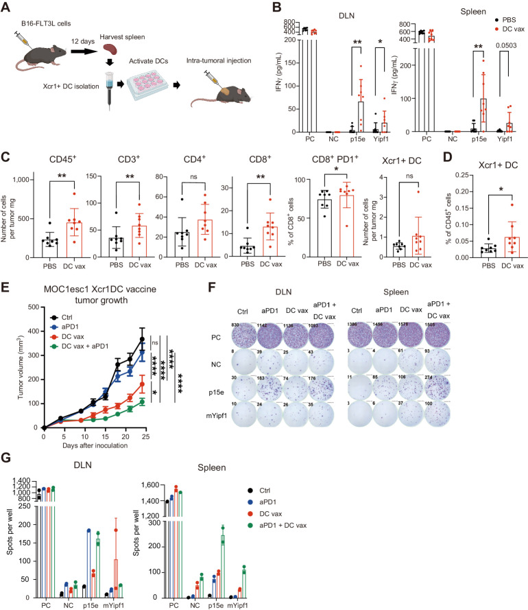 Figure 3. Xcr1+ DC vaccine is sufficient to induce antigen-reactive T cells, alter the tumor microenvironment and attenuate tumor growth in aPD1-resistant mouse model. A, DC generation, Xcr1+ DC isolation, and Xcr1+ DC intratumoral vaccine. Vaccination was performed with 1 million Xcr1+ DC. B, CD8+ T cells were isolated from intratumoral DC-vaccinated MOC1esc1 mouse DLN or spleen on day 14 after inoculation, stimulated with peptides and evaluated for reactivity by IFNγ ELISA. PC; positive control (PMA + ionomycin), NC; negative control (no peptides), or p15e or mYipf1 peptide (0.1 μmol/L) stimulation. (n = 8, representative data of two independent experiments). C and D, Flow-cytometric analysis of MOC1esc1 tumors (C) and DLN (D) treated with intratumoral PBS or DC vaccine on days 1/4/7 after inoculation and harvested on day 14 after tumor inoculation. (n = 8, representative data of two independent experiments, gating strategies shown in Supplementary Fig. S2F and S2G). E, Tumor growth of aPD1-resistant MOC1esc1 model treated with intratumoral PBS (on days 1/4/7), intraperitoneal aPD1 (250 μg on days 3/6/9), intratumoral DC vaccine (1 million Xcr1+ DC on days 1/4/7), or the combination. n = 8 per group. F, DLN and spleens of MOC1esc1-bearing mice treated as in E (separate experiment) were harvested on day 13 after inoculation and cocultured with indicated peptides to test reactivity evaluated by IFNγ ELISPOT. PC; positive control (PMA + ionomycin), NC; negative control (no peptides), or p15e + mYipf1 peptide (0.1 μmol/L) stimulation. (n = 8 per group). G, Quantification of spots analyzed in experiment F. (n = 2). Individual data with mean ± SD are plotted in B–D. Data are plotted as mean ± SEM in E. Data were analyzed using the Mann–Whitney U test to generate two-tailed P values in B–D. Two-way ANOVA with multiple comparison was used for growth curve analysis in E. (A was generated by using BioRender under granted license.) *, P < 0.05; **, P < 0.01; ****, P < 0.0001.