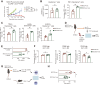 Figure 1. aPD1-resistant model shows reduced priming due to cDC1 dysfunction in tumor-draining lymph nodes (DLN). A, In vivo tumor growth of MOC1P-ova after treatment with aPD1 (250 μg IP on days 3, 6, and 9) or FTY720 (10 μg IP daily from one day before inoculation). (n = 4 tumors for each group). B and C, Flow-cytometric analysis of MOC1P-ova/MOC1esc1-ova DLN on day 10 after inoculation (n = 4 for each group, representative data of two independent experiments). D, Representation of experiment in E. E, Tumor DLN from orthotopically inoculated MOC1P-ova/esc1-ova–bearing mice were harvested on day 10 and stimulated with SIINFEKL peptide for 48 hours to assess IFNγ production by ELISA (n = 4 for each group, representative data of two independent experiments). F, Flow-cytometric analysis of costimulatory markers on Xcr1+ DC in DLN of MOC1P-ova/MOC1esc1-ova harvested 10 days after tumor inoculation (n = 4 for each group, representative data of two independent experiments). G, Representation of experiment in H. H, Xcr1+ DC magnetically isolated from DLN of MOC1P-ova/MOC1esc1-ova were cocultured with CD8+ OT1 T cells to test priming ability evaluated by IFNγ ELISA (n = 5–6, representative data of two independent experiments). Data are plotted as mean ± SEM in A and individual data with mean ± SD in all other panels. Data were analyzed using two-way ANOVA with multiple comparison for A and Mann–Whitney U test to generate two-tailed P values in B, C, E, F, and H. (D and G were generated by using BioRender under granted license.) *, P < 0.05; **, P < 0.01; ns, not significant.