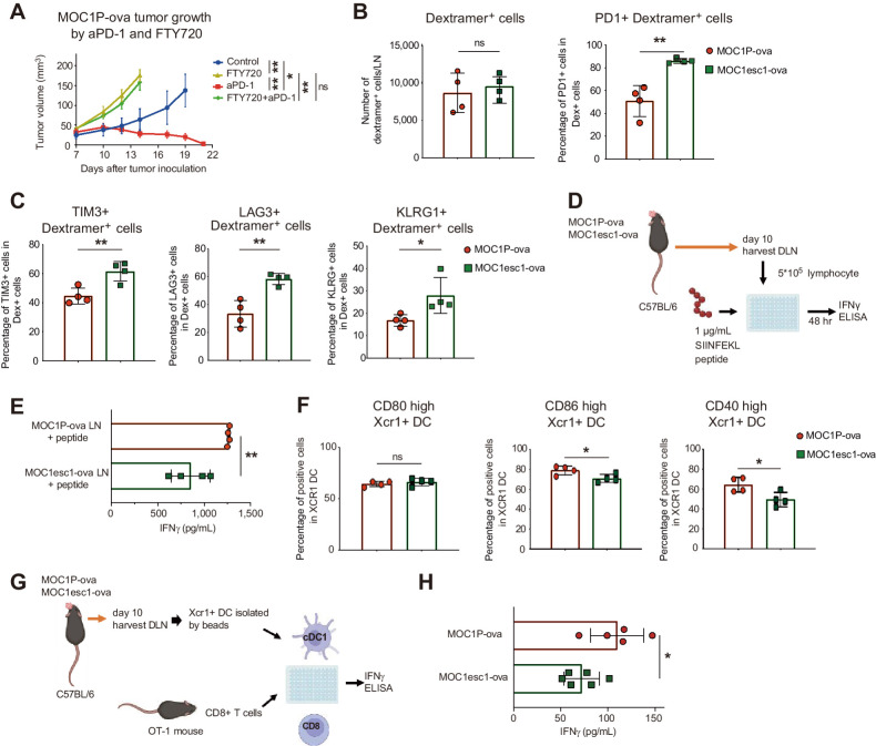 Figure 1. aPD1-resistant model shows reduced priming due to cDC1 dysfunction in tumor-draining lymph nodes (DLN). A, In vivo tumor growth of MOC1P-ova after treatment with aPD1 (250 μg IP on days 3, 6, and 9) or FTY720 (10 μg IP daily from one day before inoculation). (n = 4 tumors for each group). B and C, Flow-cytometric analysis of MOC1P-ova/MOC1esc1-ova DLN on day 10 after inoculation (n = 4 for each group, representative data of two independent experiments). D, Representation of experiment in E. E, Tumor DLN from orthotopically inoculated MOC1P-ova/esc1-ova–bearing mice were harvested on day 10 and stimulated with SIINFEKL peptide for 48 hours to assess IFNγ production by ELISA (n = 4 for each group, representative data of two independent experiments). F, Flow-cytometric analysis of costimulatory markers on Xcr1+ DC in DLN of MOC1P-ova/MOC1esc1-ova harvested 10 days after tumor inoculation (n = 4 for each group, representative data of two independent experiments). G, Representation of experiment in H. H, Xcr1+ DC magnetically isolated from DLN of MOC1P-ova/MOC1esc1-ova were cocultured with CD8+ OT1 T cells to test priming ability evaluated by IFNγ ELISA (n = 5–6, representative data of two independent experiments). Data are plotted as mean ± SEM in A and individual data with mean ± SD in all other panels. Data were analyzed using two-way ANOVA with multiple comparison for A and Mann–Whitney U test to generate two-tailed P values in B, C, E, F, and H. (D and G were generated by using BioRender under granted license.) *, P < 0.05; **, P < 0.01; ns, not significant.