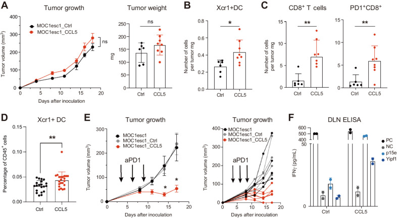 Figure 5. CCL5 recruits cDC1 and restores aPD1 responsiveness. A, Comparative tumor growth of MOC1esc1_Ctrl and MOC1esc1_CCL5 cells in C57BL/6 WT mice. Tumor weight measured on day 16 after tumor inoculation (n = 6 for E1_Ctrl, n = 8 for E1_CCL5, representative data of two independent experiments). B and C, Flow-cytometric analysis of MOC1esc1_Ctrl and MOC1esc1_CCL5 tumors harvested on day 16 after tumor inoculation (n = 6 for E1_Ctrl, n = 8 for E1_CCL5, representative data of two independent experiments, gating strategies shown in Supplementary Fig. S2F and S2G). D, Flow-cytometric analysis of MOC1esc1_Ctrl and MOC1esc1_CCL5 DLN harvested on day 16 after tumor inoculation (n = 20 for Ctrl, n = 22 for CCL5, pooled data from three independent experiments, gating strategies shown in Supplementary Fig. S2G). E, Tumor growth experiment of MOC1esc1, MOC1esc1_Ctrl, and MOC1esc1_CCL5 cells (1×106 cells/mouse) treated with aPD1 (250 μg/mouse) on days 3, 6, and 9 (black arrows). Left shows mean ± SEM, and right shows individual tumor sizes (n = 4 for E1 and E1_Ctrl, n = 6 for E1_CCL5, representative data of two independent experiments). F, CD8+ T cells isolated from aPD1-treated MOC1esc1_Ctrl or MOC1esc1_CCL5 DLN were stimulated with indicated peptides for 48 hours and evaluated by IFNγ ELISA. PC; positive control (PMA + ionomycin), NC; negative control (no peptides, n = 2) or p15e, mYipf1 peptide stimulation (0.1 μmol/L). Data are plotted as mean ± SEM in A and E and individual data with mean ± SD are plotted in A–D and F. Two-way ANOVA with multiple comparison was used for growth curve analysis in A and E. Data were analyzed using the Mann–Whitney U test to generate two-tailed P values in A–D. *, P < 0.05; **, P < 0.01; ns, not significant.