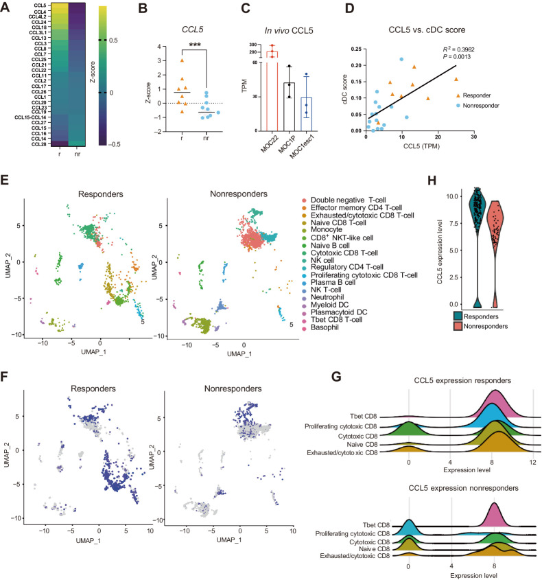 Figure 4. CCL5 is highly expressed in aPD1-sensitive tumors. A, Heat map of CC chemokine ligands (CCL) based on pretreatment bulk RNA-seq data between responders (r) and nonresponders (nr). B, CCL5 mRNA expression comparison from bulk RNA-seq data of responders and nonresponders shown as z-score [n = 8 responders (r), n = 15 nonresponders (nr)]. C, CCL5 mRNA expression from bulk RNA-seq data of MOC22 tumors harvested on day 17, and MOC1P and MOC1-esc1 tumors harvested on day 14 after implantation shown as TPM (n = 3 each). D, Correlation of CCL5 mRNA expression (TPM) and cDC score (calculated from Xcell) in pretreatment bulk RNAseq data of HNSCC patient samples (n = 8 responders, n = 15 nonresponders). E, UMAP from scRNA-seq of pretreatment neoadjuvant pembrolizumab clinical trial patient tumors. (n = 2 each responder and nonresponder). F, Feature plots showing single-cell expression levels of CCL5 in responders and nonresponders. G, Distribution plots showing expression level of CCL5 in CD8+ T-cell subsets. Top, responders and bottom, nonresponders. H, Violin plots showing relative expression levels of CCL5 in responders versus nonresponders in baseline tumors. Individual data and mean are plotted in B, and individual data with mean ± SD are plotted in C. Data were analyzed using the Mann–Whitney U test to generate two-tailed P values in B, Pearson correlation coefficient in D. ***, P < 0.001.