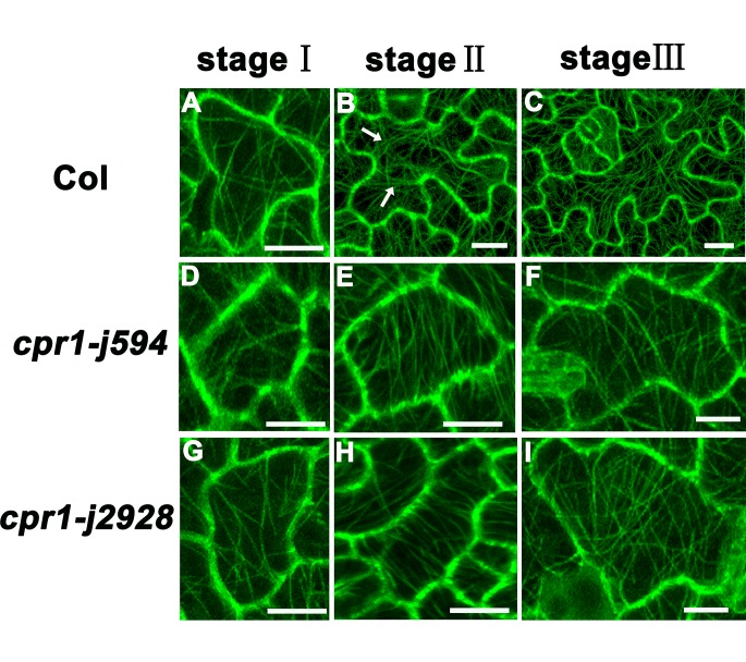 Fig 8