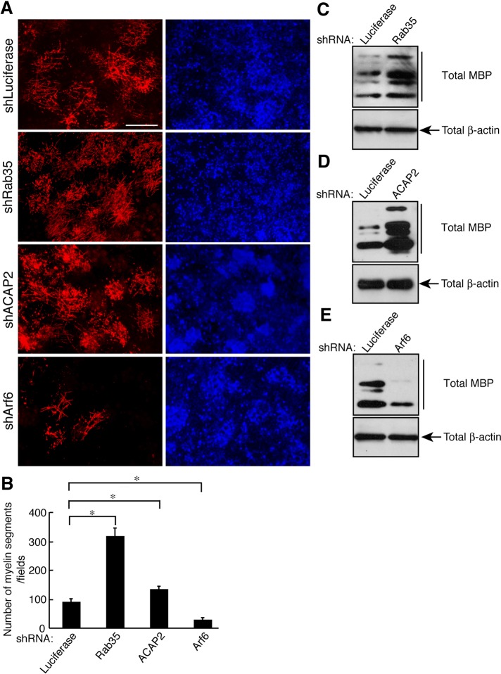 FIGURE 7: