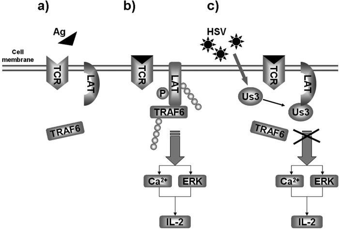 FIGURE 7.