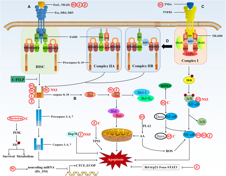 FIGURE 4