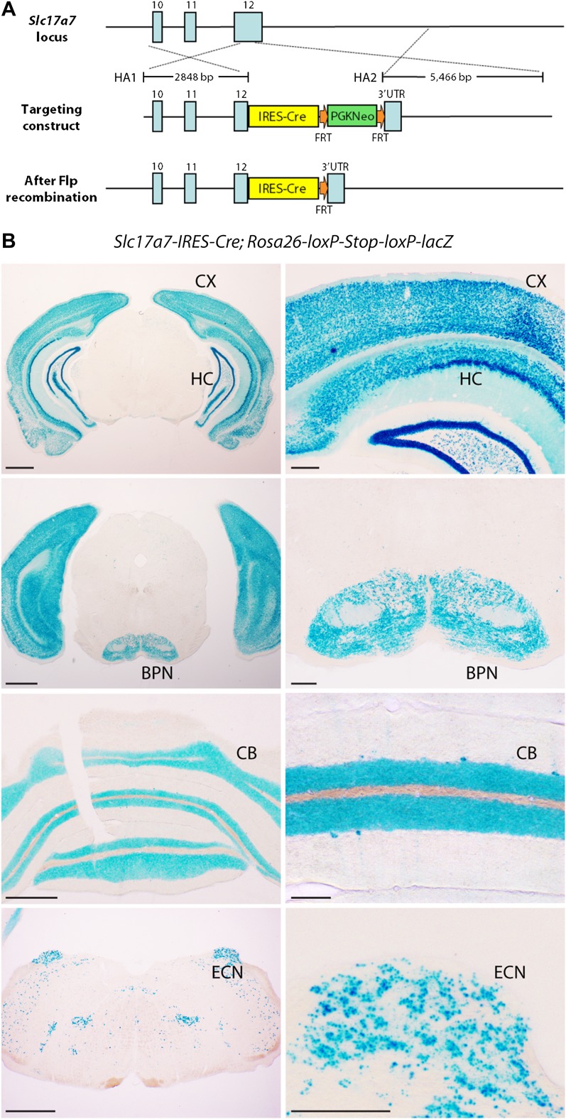 Figure 1—figure supplement 1.