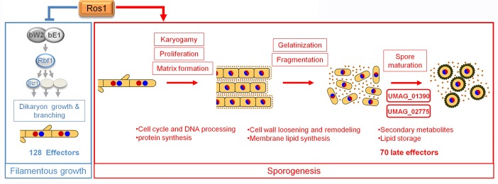 Fig 11