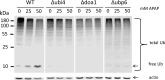 Fig 4