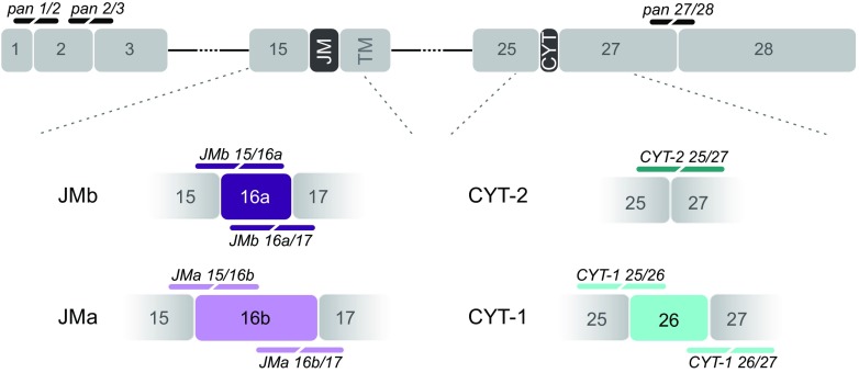 Fig. 1