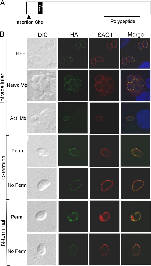 FIG. 2.