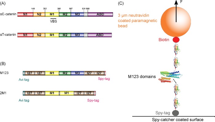 FIGURE 1: