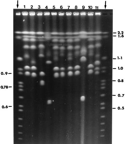 FIG. 1