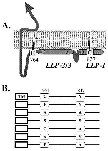 FIG. 1.