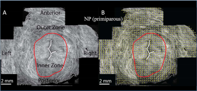 FIGURE 4: