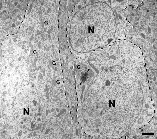 Fig. 5.