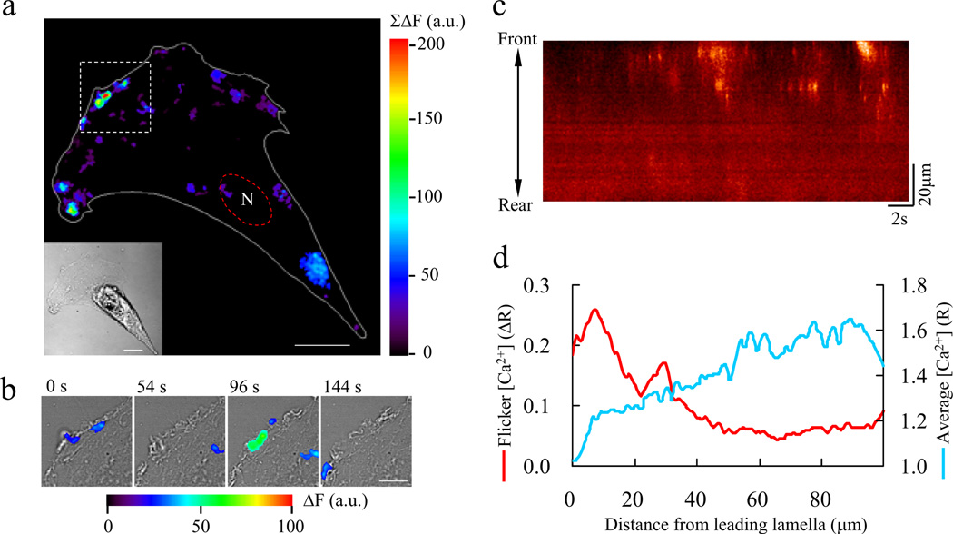 Calcium Flickers Steer Cell Migration - PMC