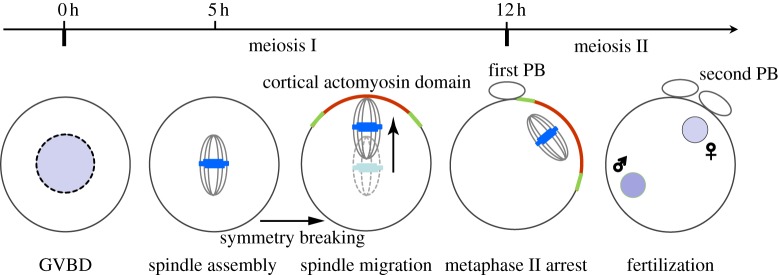 Figure 1.