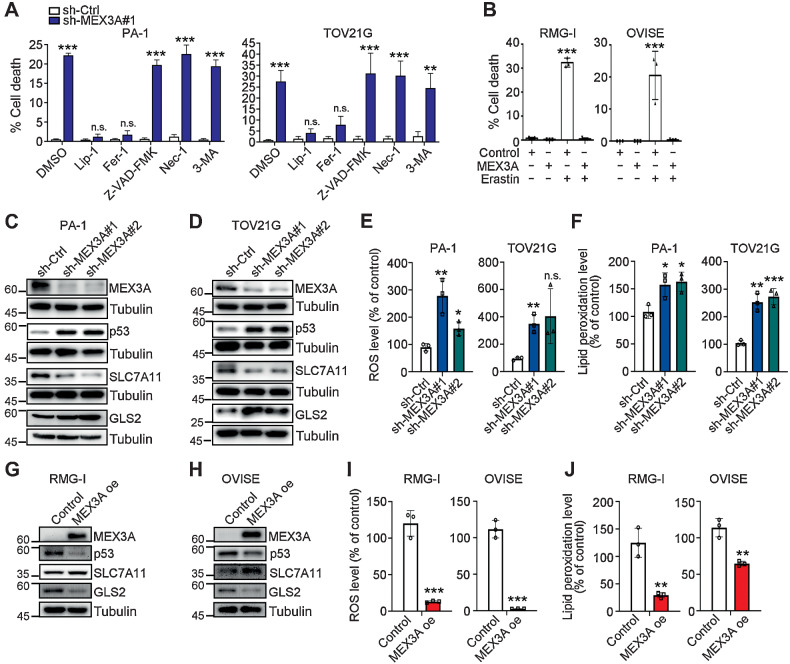 Figure 3. MEX3A depletion leads to ferroptosis phenotypes in WT p53 ovarian cancer cells. A, Fixable Viability Dye staining assays using sh-Ctrl or sh-MEX3A PA-1 and TOV21G cells treated with ferroptosis inhibitors (400 nmol/L Lip-1 and 5 μmol/L Fer-1), apoptosis inhibitor (10 μmol/L Z-VAD-FMK), necrosis inhibitor (10 μmol/L Nec-1), or autophagy inhibitor (1 mmol/L 3-MA). Data are shown as mean ± SD with P value based on unpaired t test (n = 4; *, P < 0.05; **, P < 0.01; n.s., not significant). The experiments were repeated 3 times. B, Fixable Viability Dye staining assays using control or MEX3A oe RMG-1 and OVISE cells treated with ferroptosis inducer (25 μmol/L and 0.1 μmol/L Erastin, respectively). Data formatting is as described for A. (n = 3; ***, P < 0.001). C and D, IB of p53, SLC7A11, and GLS2 protein expression using sh-Ctrl or sh-MEX3A PA-1 (C) and TOV21G (D) cells. TUBULIN was used as a loading control. Blots shown are from one representative experiment of three replicates. E, Reactive oxygen species (ROS) level in the sh-Ctrl or sh-MEX3A PA-1 and TOV21G cells were detected by CM-H2DCFDA. Relative CM-H2DCFDA mean fluorescence intensity is presented as percent of control. Three independent experiments were performed and data are means ± SD from one representative experiment (n = 3). Significant differences are based on unpaired t test (n = 3; *, P < 0.05; **, P < 0.01; n.s., not significant). F, Lipid peroxidation level in the sh-Ctrl or sh-MEX3A PA-1 and TOV21G cells detected by BODIPY-C11 staining. Relative BODIPY-C11 mean fluorescence intensity is presented as percent of control. Three independent experiments were performed and data are means ± SD from one representative experiment (n = 3). Significant differences are based on unpaired t test (n = 3; *, P < 0.05; **, P < 0.01; ***, P < 0.001). G and H, IB of p53, SLC7A11, and GLS2 protein expression using control or MEX3A oe RMG-1 (G) and OVISE (H) cells. TUBULIN was used as a loading control. Blots shown are from one representative experiment of three replicates. I, ROS level in the control or MEX3A oe RMG-1 and OVISE cells detected by CM-H2DCFDA. Data formatting is as described for E. J, Lipid peroxidation level in the control or MEX3A oe RMG-1 and OVISE cells detected by BODIPY-C11 staining. Data formatting is as described for F.