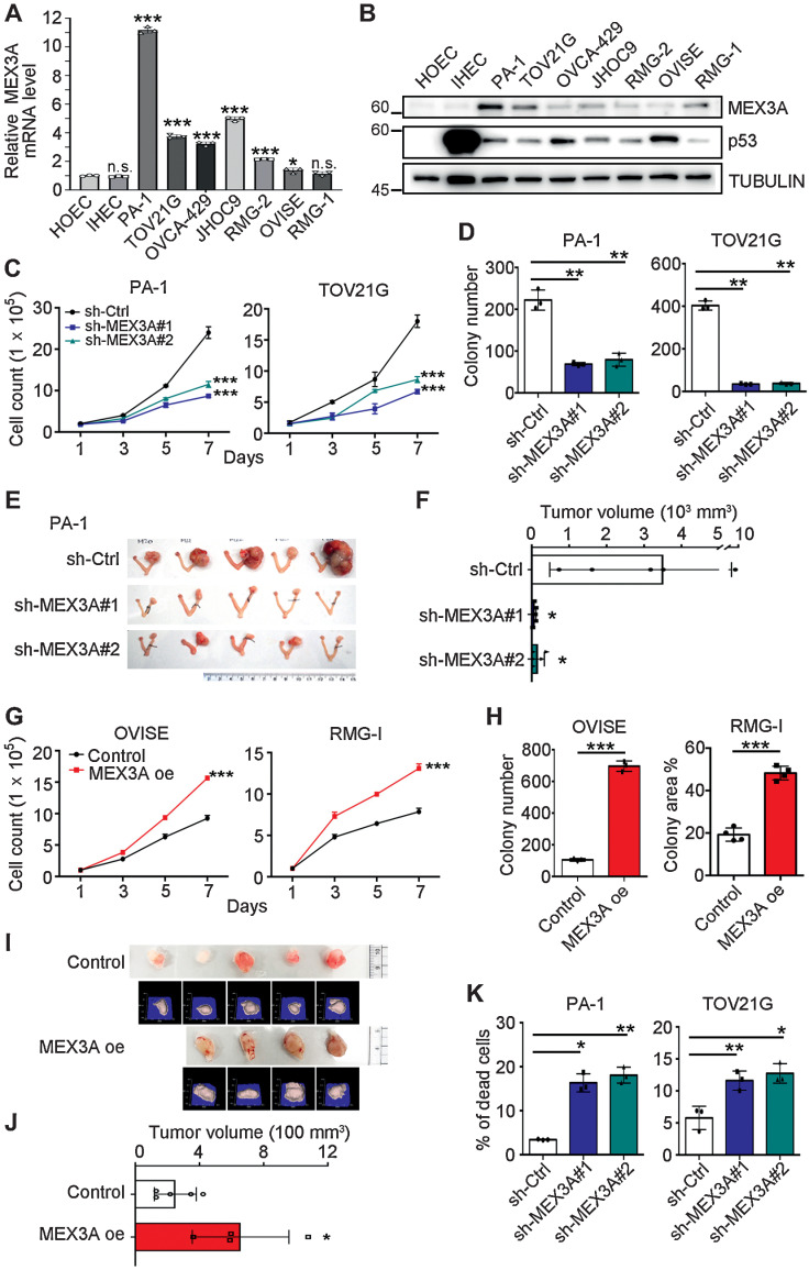 Figure 2. MEX3A promotes cell survival and tumorigenesis in ovarian cancer cells expressing WT p53. A, qRT-PCR analysis of MEX3A level in HOEC, IHEC, PA-1, and OCCC cells. RNA18S5 was used as an internal control. Three independent experiments were performed and data are means ± SD from one representative experiment (n = 3; *, P < 0.05; ***, P < 0.001; n.s., not significant). Significant differences are based on unpaired t test. B, IB of MEX3A and p53 protein expression with TUBULIN as a loading control. Blots shown are from one representative experiment of three replicates. C, Cell growth assays using control (sh-Ctrl) or MEX3A-depleted (sh-MEX3A #1 or #2) PA-1 and TOV21G cells. Data are shown as mean ± SD with P value based on two-way ANOVA test (n = 3; ***, P < 0.001). The experiments were repeated 3 times. D, Clonogenic assays using sh-Ctrl or sh-MEX3A PA-1 and TOV21G cells. Data are shown as mean ± SD with P value based on unpaired t test (n = 3; **, P < 0.01). The experiments were repeated 3 times. E and F, Orthotopic xenograft models in NOD/SCID mice using sh-Ctrl or sh-MEX3A PA-1 cells. Five mice were used for each group. Data are means ± SD, significant difference is based on unpaired T-test of the tumor size 8 weeks after the intra bursa injection. G, Cell growth assays using control or MEX3A overexpressing (oe) OVISE and RMG-1 cells. Data are shown as mean ± SD with p value based on two-way ANOVA-test (n = 3, ***, P < 0.001). The experiments were repeated 3 times. H, Clonogenic assays using control or MEX3A oe OVISE and RMG-1 cells. Data are shown as mean ± SD with p value based on unpaired t test (n = 4; ***, P < 0.001). The experiments were repeated 3 times. I and J, Subcutaneous xenograft models in NOD/SCID mice using control (n = 5) or MEX3A oe (n = 4) RMG-1 cells. Photographs and 3D reconstruction from stereographic tumor images are shown. Data are means ± SD, significant difference is based on unpaired t test of the tumor size 3 weeks after the injection. K, Annexin V/PI staining assays using sh-Ctrl or sh-MEX3A PA-1 and TOV21G cells. Data are shown as mean ± SD with P value based on unpaired t test (n = 3; *, P < 0.05; **, P < 0.01). The experiments were repeated 3 times.