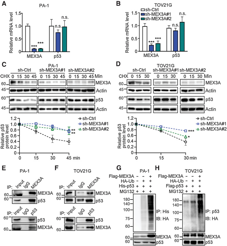 Figure 4. MEX3A-promotes ubiquitination to destabilize p53. A and B, qRT-PCR analysis of MEX3A and p53 expression in sh-Ctrl or sh-MEX3A PA-1 (A) and TOV21G (B) cells. RNA18S5 was used as an internal control. Three independent experiments were performed and data are means ± SD from one representative experiment. Significant differences are based on unpaired t test (n = 3; ***, P < 0.001; n.s., not significant). C and D, Time course assay using CHX (20 μmol/L) treated sh-Ctrl or sh-MEX3A PA-1 (C) and TOV21G (D) cells. The levels of endogenous MEX3A and p53 were determined using IB analysis. ACTIN was used as a loading control. For each cell, quantification of relative endogenous p53 protein levels from three independent experiments was shown. Data are means ± SD. Significant differences are based on two-way ANOVA test (*, P < 0.05; **, P < 0.01; ***, P < 0.001). E and F, Co-immunoprecipitation (Co-IP) and reciprocal Co-IP assays of MEX3A and p53 using PA-1 (E) and TOV21G (F) cells. Cell lysates were IP with indicated antibodies and analyzed by IB assay. Normal IgG was used as an IP control. G, IP-IB of ubiquitinated p53 using PA-1 cells transfected with Flag-tagged MEX3A, His-tagged p53 and/or HA-tagged ubiquitin and treated with MG132 (20 μmol/L). Total. His-p53 proteins were immunoprecipitated and ubiquitinated His-p53 species detected. H, IP-IB of ubiquitinated p53 using TOV21G cells transfected with Flag-tagged MEX3A, Flag-tagged p53 and/or HA-tagged ubiquitin and treated with MG132 (20 μmol/L). Total p53 proteins were immunoprecipitated and ubiquitinated p53 species detected.