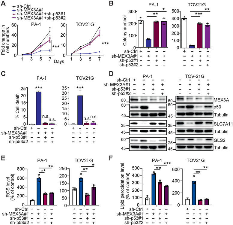 Figure 5. p53 knockdown reverses the increased ferroptosis phenotype of MEX3A-depleted WT p53 ovarian cancer cells. A, Cell growth assays using sh-Ctrl, sh-MEX3A or MEX3A/p53-double knockdown PA-1 and TOV21G cells. Data are shown as mean ± SD with P value based on two-way ANOVA test (n = 3; ***, P < 0.001). The experiments were repeated 3 times. B, Clonogenic assays using sh-Ctrl, sh-MEX3A, or MEX3A/p53-double knockdown PA-1 and TOV21G cells. Data are shown as mean ± SD with P value based on unpaired t test (n = 3; *, P < 0.05; **, P < 0.01; ***, P < 0.001). The experiments were repeated 3 times. C, Fixable Viability Dye staining assays using sh-Ctrl, sh-MEX3A, or MEX3A/p53-double knockdown PA-1 and TOV21G cells. Data are shown as mean ± SD with P value based on unpaired t test (n = 3; ***, P < 0.001; n.s., not significant). The experiments were repeated 3 times. D, IB of MEX3A, p53, SLC7A11, and GLS2 protein expression using sh-Ctrl, sh-MEX3A, or MEX3A/p53-double knockdown PA-1 and TOV21G cells. TUBULIN was used as a loading control. Blots shown are from one representative experiment of three replicates. E, ROS level in sh-Ctrl, sh-MEX3A or MEX3A/p53-double knockdown PA-1 and TOV21G cells detected by CM-H2DCFDA. Relative CM-H2DCFDA mean fluorescence intensity is presented as percent of control. Three independent experiments were performed and data are means ± SD from one representative experiment. Significant differences are based on unpaired t test (n = 3; *, P < 0.05; **, P < 0.01). F, Lipid peroxidation level in sh-Ctrl, sh-MEX3A, or MEX3A/p53-double knockdown PA-1 and TOV21G detected by BODIPY-C11 staining. Relative BODIPY-C11 mean fluorescence intensity is presented as percent of control. Three independent experiments were performed and data are means ± SD from one representative experiment. Significant differences are based on unpaired t test (n = 3; **, P < 0.01; ***, P < 0.001).