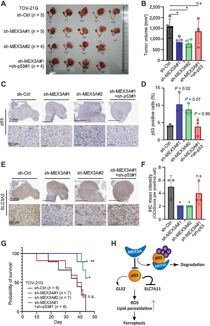 Figure 6. p53 downregulation is required for MEX3A to promote tumorigenesis and drug resistance in WT p53 ovarian cancer. A and B, Orthotopic xenograft tumors derived from TOV21G cells without or with MEX3A depletion or MEX3A/p53-double knockdown (B). Tumor volume was plotted (C). Data are presented as mean ± SD. Significant difference is based on unpaired t test (*, P < 0.05; n.s., not significant). C–F, Representative images of p53 (C and D) and SLC3A2 (E and F) IHC staining using serial tumor sections from the orthotopic xenograft mice in A. Red boxes indicate the enlarged regions. Scale bars indicate 2 mm or 60 μmol/L as shown in the images. For each group, numbers of p53-positive cells (D) and SLC3A2 expression level (F) from three tumors were evaluated. Data are presented as mean ± SD. Significant difference compared with the sh-Ctrl group is based on unpaired t test (*, P < 0.05; n.s., not significant). G, Kaplan–Meier overall survival analysis of NOD/SCID mice intra bursal injected with sh-Ctrl (black line), sh-MEX3A (blue and green lines), or MEX3A/p53-double knockdown (sh-MEX3A#1+sh-p53#1, red line) TOV21G cells. Significant differences are based on log-rank test (*, P < 0.05; **, P < 0.01; n.s., not significant). H, Model of MEX3A-mediated ferroptosis inhibition in ovarian cancer harboring WT p53. p53 induces ferroptosis by repressing SLC7A11 and upregulating GLS2 expression. In WT p53 ovarian cancer cells, MEX3A destabilize p53 protein by ubiquitination. Downregulation of WT p53 protein is essential for MEX3A to inhibit ferroptosis-induced cell death.