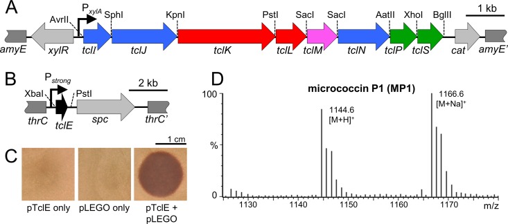 FIG 3