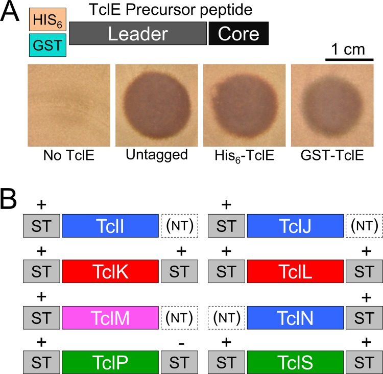 FIG 4