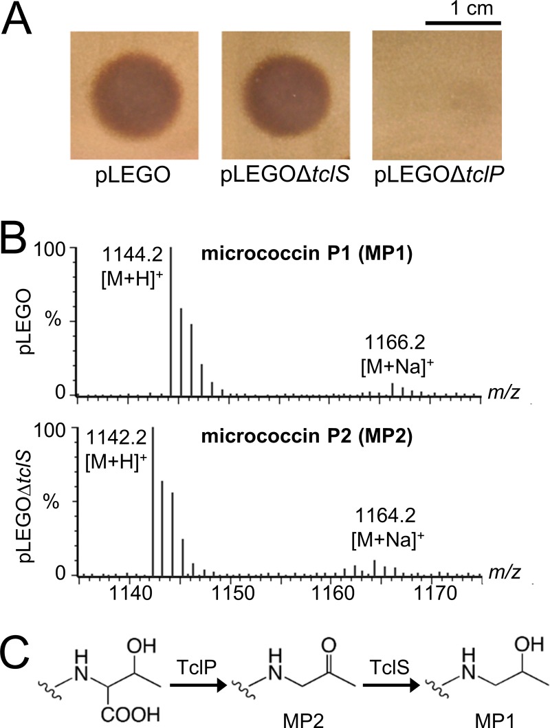 FIG 5