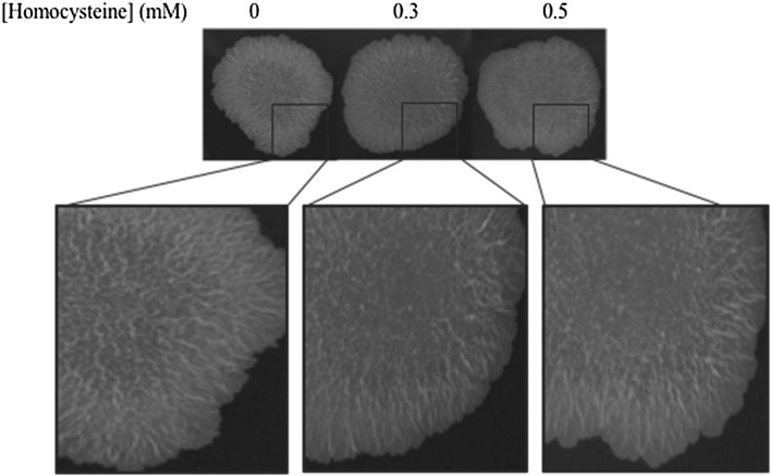 Fig. 2