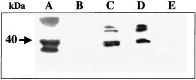 FIG. 8