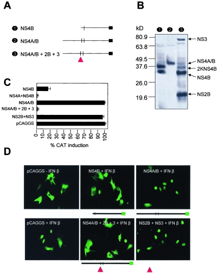 FIG. 4.