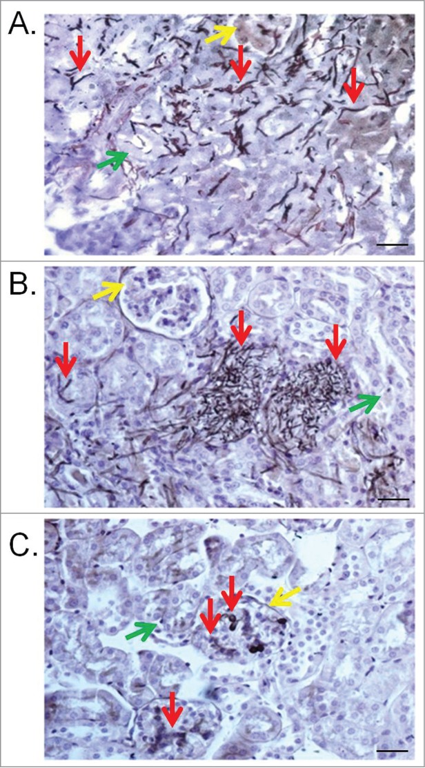 Figure 6.