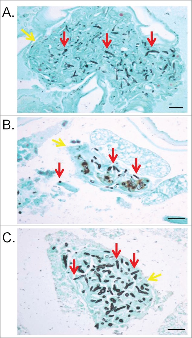 Figure 3.